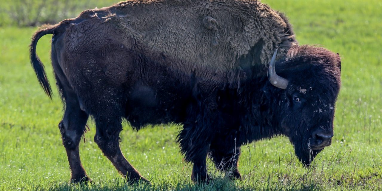 Tallgrass Prairie Preserve