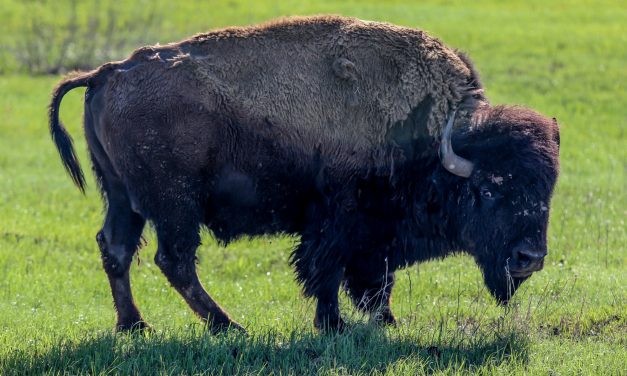 Tallgrass Prairie Preserve